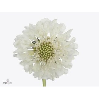 Freshy Scabiosa At “F Scoop Blanc" | Couleur: Blanc | Longueur ± 70 centimeter | Par 20 fleurs fraîches