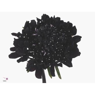 Freshy Scabiosa At “Blackberry Scoop” | Couleur: Noir | Longueur ± 70 centimeter | Par 20 fleurs fraîches