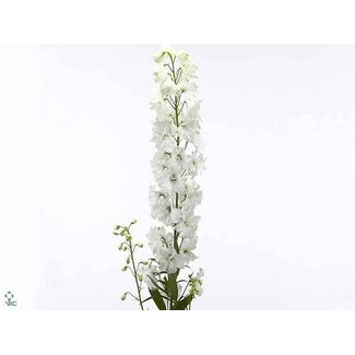 Freshy Delphinium El “Guard White” | Couleur: Blanc | Longueur ± 100 centimeter | Par 10 fleurs fraîches