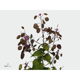 Freshy Lunaria Ann Paarse P