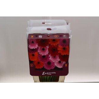Freshy Gérbera à grande fleur Aqua “Mix Ibiza” | Couleur: Couleurs mélangées | Longueur ± 45 centimeter | Par 15 fleurs fraîches