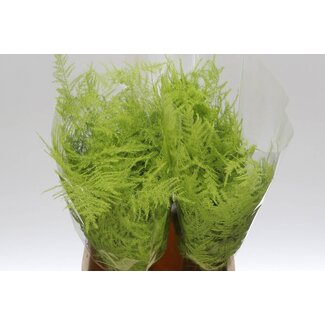 Freshy Courte Asperge “Mint” | Couleur: Vert | Longueur ± 45 centimeter | Par 50 branches