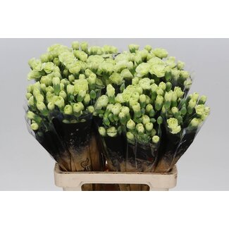 Freshy Spray-Nelke “Jade” | Farbe: Gemischte Farben | Länge ± 60 centimeter | Pro 25 frische Blumen