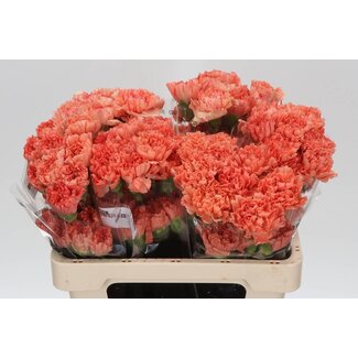 Freshy Kurze Nelke “Hermes Orange” | Farbe: Orange | Länge ± 55 centimeter | Pro 20 frische Blumen