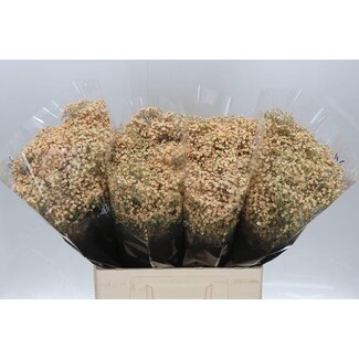 Freshy Gypsophila Schleierkraut “Million Apricot” Farbbehandelt | Farbe: aprikosenfarben | Länge ± 60 centimeter | Pro 25 Stiele frische Blumen