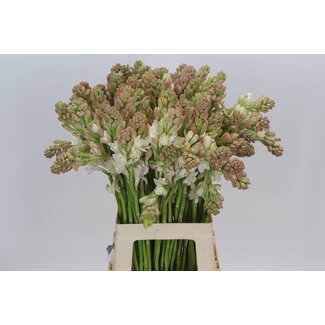 Freshy Polianthes Tuberosa
