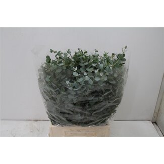 Freshy Eucalyptus Gunnii Kurz | Farbe: Grün | Länge ± 40 centimeter | Pro 5 Bündel