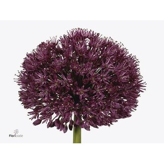 Freshy Allium Sierui “Afl Purper Se” | Couleur: Violet | Longueur ± 75 centimeter | Par 20 tiges de fleurs fraîches
