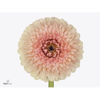 Freshy Gerbera Pomponi Mi Aqua “Jay Jay” | Couleur: Blanc | Longueur ± 50 centimeter | Par 20 fleurs fraîches