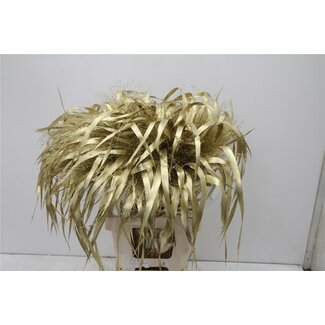 Freshy Panic Vi Kleurbehandeld Goud H%