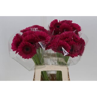 Freshy Gerbera “Passoa” | Colour: Red | Length ± 65 centimetre | Per 10 fresh flowers