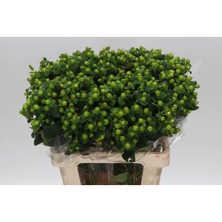 Freshy Hypericum “Mag Green Power” | Farbe: Grün | Länge ± 60 Zentimeter | Pro 25 frische Blumen