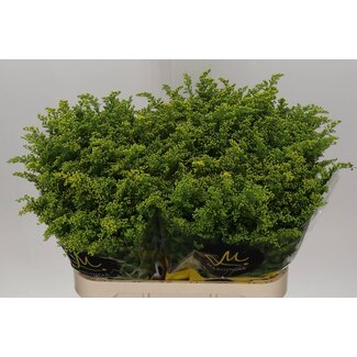 Freshy Solidago Carzan “Glory” | Kleur: Geel | Lengte ± 80 centimeter | Per 25 stelen verse bloemen