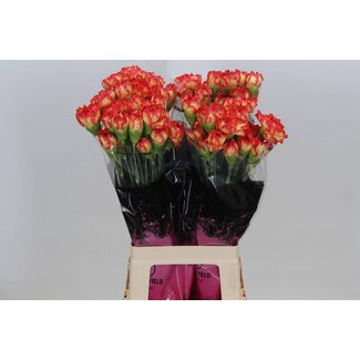 Freshy Oeillet long “Zenit” | Couleur: Rouge | Longueur ± 70 centimètre | Par 20 fleurs fraîches
