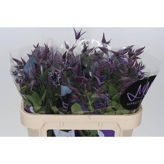 Freshy Clématite “Blue Pirouette” | Couleur: Violet | Longueur ± 70 centimeter | Par 10 tiges de fleurs fraîches