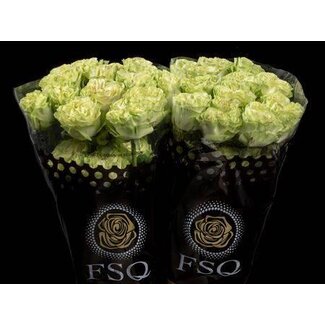 Freshy Grootbloemige Roos “Exotix Mint” | Kleur: Mint Groen | Lengte ± 50 centimeter | Herkomst Ecuador | Per 20 verse rozen