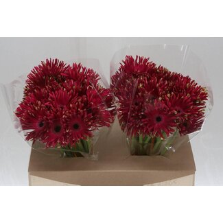 Freshy Gérbera Pastini “Vicenza” | Couleur: Rouge | Longueur ± 50 centimeter | Par 25 fleurs fraîches