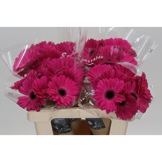 Freshy Gérbera “Rich” | Couleur: rose | Longueur ± 50 centimeter | Par 20 fleurs fraîches