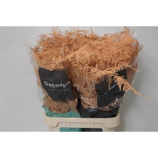 Freshy Lange Asparagus | Kleur: Zalm | Lengte ± 85 centimeter | Per 50 takken