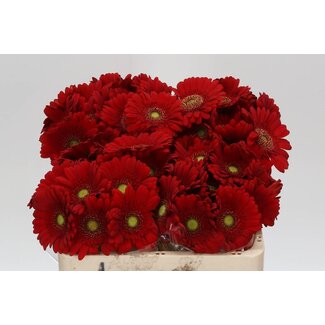 Freshy Gerbera Pomponi Aqua “Phoenix” | Farbe: Rot | Länge ± 50 centimeter | Pro 20 frische Blumen
