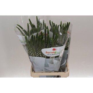 Freshy Lysimachia “Moonlight” | Couleur: Blanc | Longueur ± 70 centimeter | Par 25 tiges de fleurs fraîches