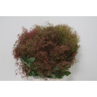 Freshy Cotinus | Couleur: Vert Rouge | Longueur ± 70 centimètre | Par 5 bouquets