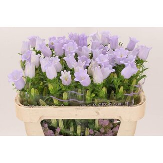 Freshy Campanula Moyen “Champion Lavande” | Couleur: Violet | Longueur ± 70 centimeter | Par 10 tiges de fleurs fraîches