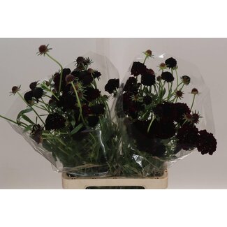 Freshy Scabiosa Atropurpurea “Bb Ma Cherry Scoop” | Farbe: Rot | Länge ± 70 centimeter | Pro 20 frische Blumen