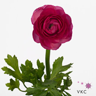 Freshy Ranunculus Renoncule “Amandine Bonbon” | Couleur: Rose | Longueur ± 50 centimeter | Par 10 tiges de fleurs fraîches