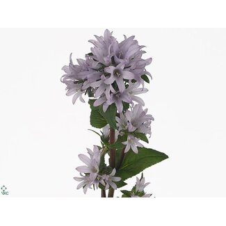 Freshy Campanula Glomerata “Emerald” | Farbe: Lila | Länge ± 50 centimeter | Pro 10 Stiele frische Blumen