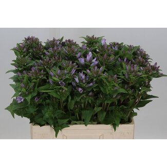 Freshy Campanula Glomerata “Emerald” | Farbe: Lila | Länge ± 60 centimeter | Pro 10 Stiele frische Blumen