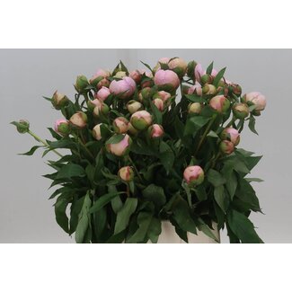 Freshy Paeonia Pfingstrose L “Alertie” | Farbe: Lila | Länge ± 50 centimeter | Pro 10 frische Pfingstrosen