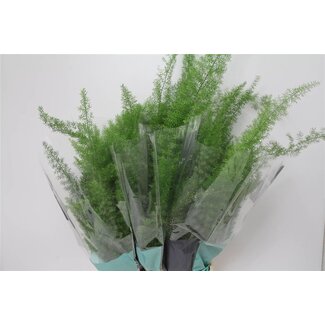 Freshy Asparagus Densiflorus “Myers” | Couleur: Vert | Longueur ± 60 centimeter | Par 50 tiges