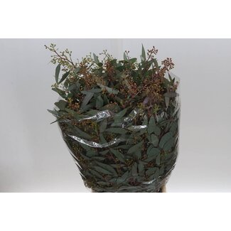 Freshy Eucalyptus Populus mit Beeren Zapfen | Farbe: Grün | Länge ± 70 centimeter | Pro 5 Bündel