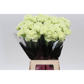 Freshy Lange Nelke “Prado Mint” | Farbe: Grün | Länge ± 70 centimeter | Pro 20 frische Blumen