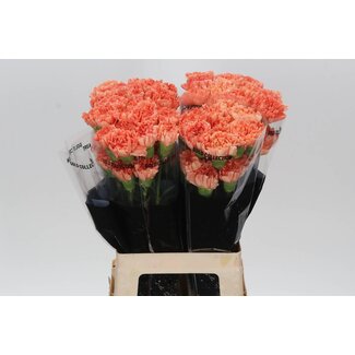 Freshy Lange Anjer “Hermes Orange” | Kleur: Oranje | Lengte ± 70 centimeter | Per 20 verse bloemen