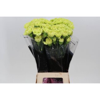 Freshy Oeillet long “Oliva” | Couleur: Vert | Longueur ± 70 centimètre | Par 20 fleurs fraîches