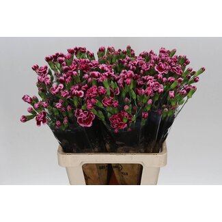 Freshy Trosanjer “Berry” | Kleur: Paars | Lengte ± 60 centimeter | Per 25 verse bloemen