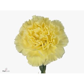Freshy Œillet long “Diletta Jaune” | Couleur: Jaune | Longueur ± 70 centimeter | Par 20 fleurs fraîches