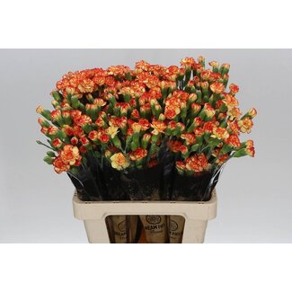 Freshy Trosanjer “Carimbo” | Kleur: Geel Oranje | Lengte ± 60 centimeter | Per 25 verse bloemen