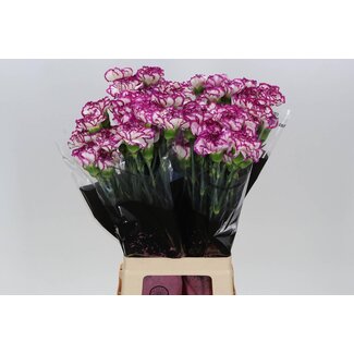 Freshy Oeillet long “Kino” | Couleur: Blanc Violet | Longueur ± 70 centimeter | Par 20 fleurs fraîches