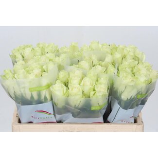 Freshy Rosen “Athena” | Farbe: Weiß | Länge ± 50 centimeter | Pro 20 Rosen