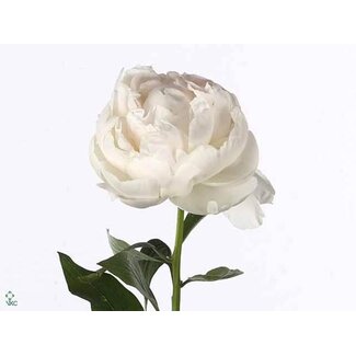 Freshy Paeonia Pfingstrose L “Mme Claude Tain” | Farbe: Weiß | Länge ± 60 centimeter | Pro 10 frische Pfingstrosen