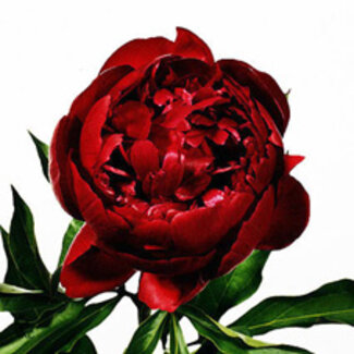 Freshy Paeonia Pioenroos L “Peter Brand” | Kleur: Rood | Lengte ± 60 centimeter | Per 10 verse pioenrozen