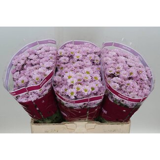 Freshy Chrysantheme Chrysant Santini “Rossi Pink” | Farbe: Lila | Länge ± 55 centimeter | Pro 25 Stiele frische Blumen