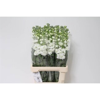 Freshy Volière “Iron x30 Blanc” | Couleur: Blanc | Longueur ± 65 centimeter | Par 10 tiges de fleurs fraîches