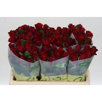 Freshy Rosen “Red Ribbon” | Farbe: Rot | Länge ± 50 centimeter | Pro 20 Rosen
