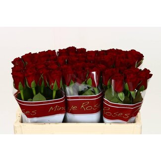 Freshy Rosen “Furiosa” | Farbe: Rot | Länge ± 50 centimeter | Pro 20 Rosen