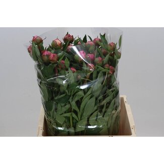 Freshy Paeonia Pfingstrose L “Dr A Fleming” | Farbe: Rosa | Lengte ± 60 centimeter | Pro 20 frisse Pfingstrosen