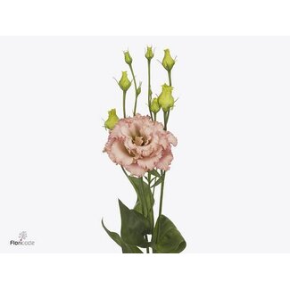 Freshy Eustoma Lisianthus Gefüllt “Alissa Light Apricot” | Farbe: Rosa | Länge ± 70 centimeter | Pro 10 Stiele frische Blumen